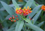 Milkweed