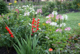 Garden View - Gladiolus, Cleome, Roses...