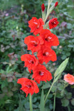 Red Gladiolus