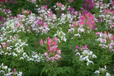 Cleome Garden