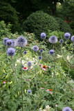 Garden View - Centaurea cyanus or Bachelors Button