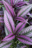 Persian Shield Foliage