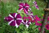 Petunias