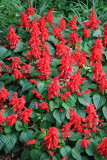 Red Salvia