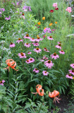 Garden View - Lilies, Echinacea, Coreopsis...