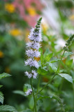 Mint Blossoms