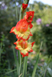 Gladiolus