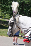 Carriage Horse