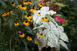 Garden Plot View - Calalium, Blackeyed Susans & Geraniums