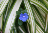 Unknown Blue Flower in Summer Grass