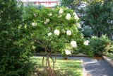Hydrangea Bush