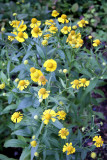 Sneezeweed