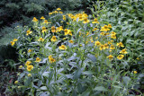 Sneezeweed