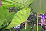 Elephant Ears at NYU