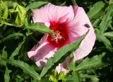 Fly on a Hibiscus Flower