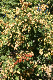 Golden Rain Tree Seed Pods