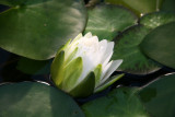 Waterlily Bud