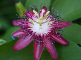 Passion Flower