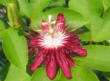 Passion Flower