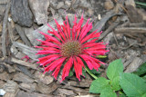 Grounded Bee Balm Flower