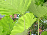 Elephant Ears