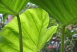 Elephant Ears