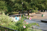 Park View - Hibiscus