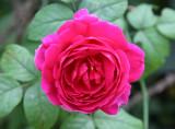 Rosa Empereur du Maroc