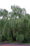 Willow Tree