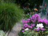 A Dream on a Garden Path