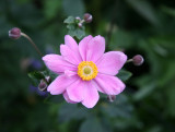 Japanese Anenome