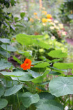 Garden Plot - Nasturtium
