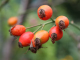 Rose Hips