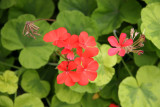 Geranium