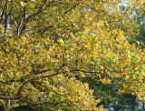 Sycamore Tree Foliage