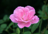 Pink Rose