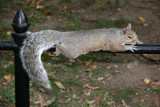 Streched Out Squirrel
