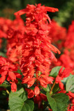 Red Salvia