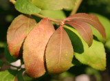 Burning Bush Foliage - Beginning to Burn
