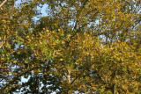 Sycamore Tree Foliage