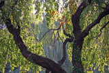 Cherry & Willow Tree Foliage