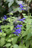 Blue Salvia