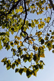 Catalpa Tree Foliage