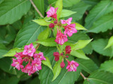 Weigela Blossoms