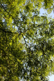 Locust Tree Foliage