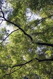 Scholar Tree Foliage