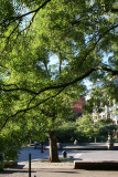 Scholar Trees or Japanese Pagoda Trees