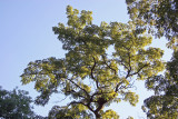 Black Locust Tree Foliage