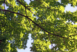 Maple Tree Foliage