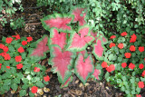 Caladium & Impatiens